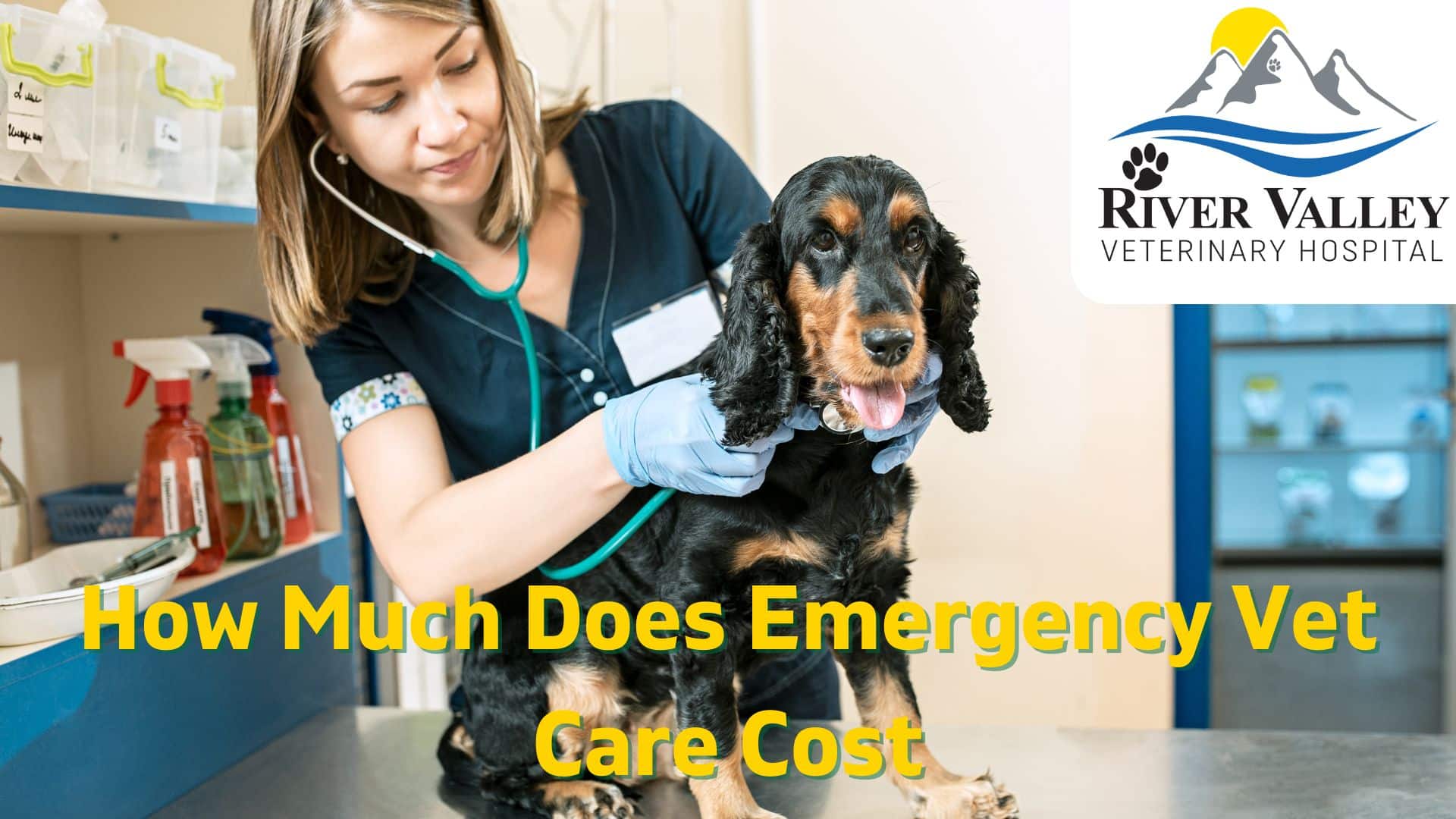 How Much Does Emergency Vet Care Cost