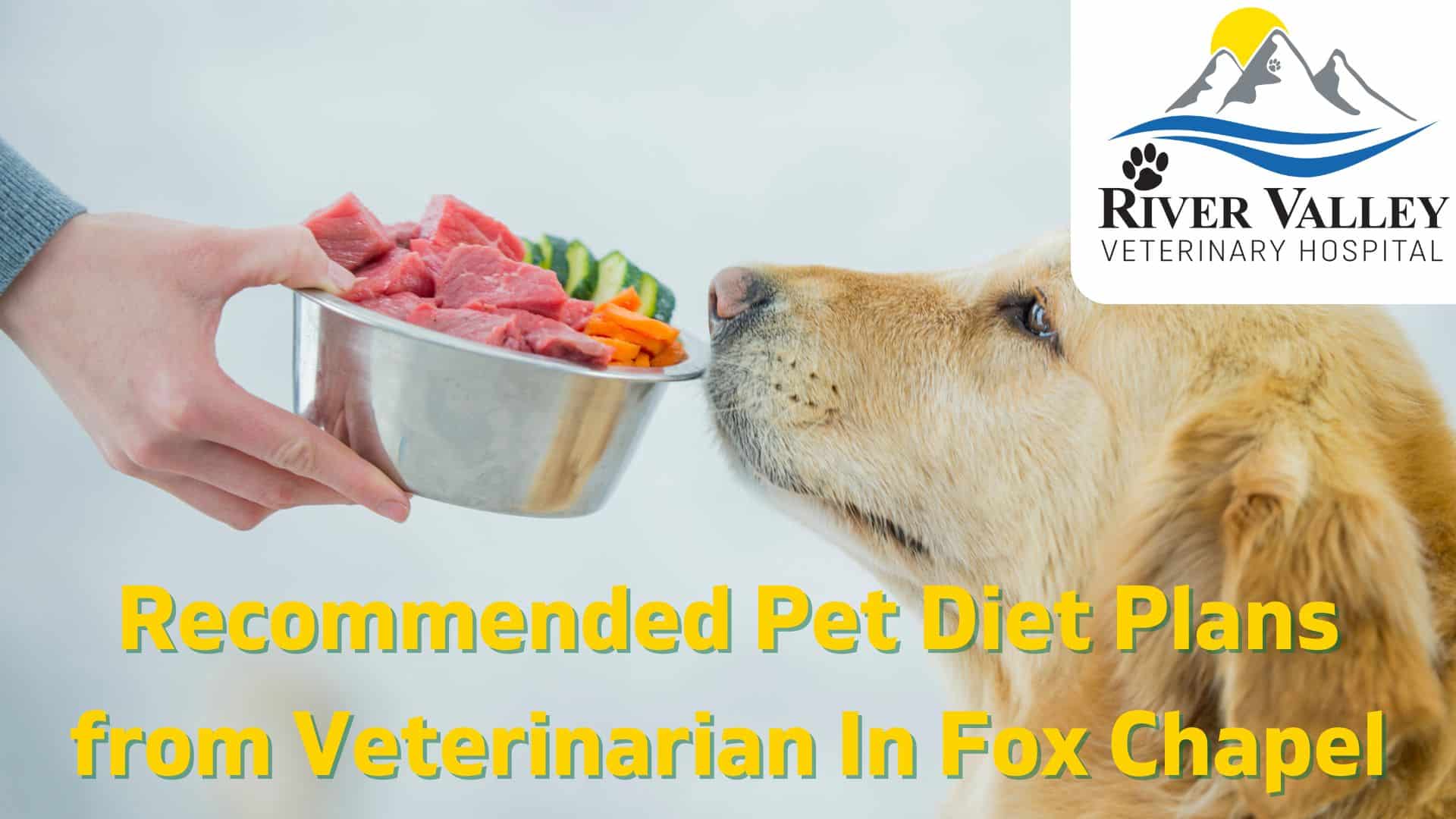 Recommended Pet Diet Plans from Veterinarian In Fox Chapel